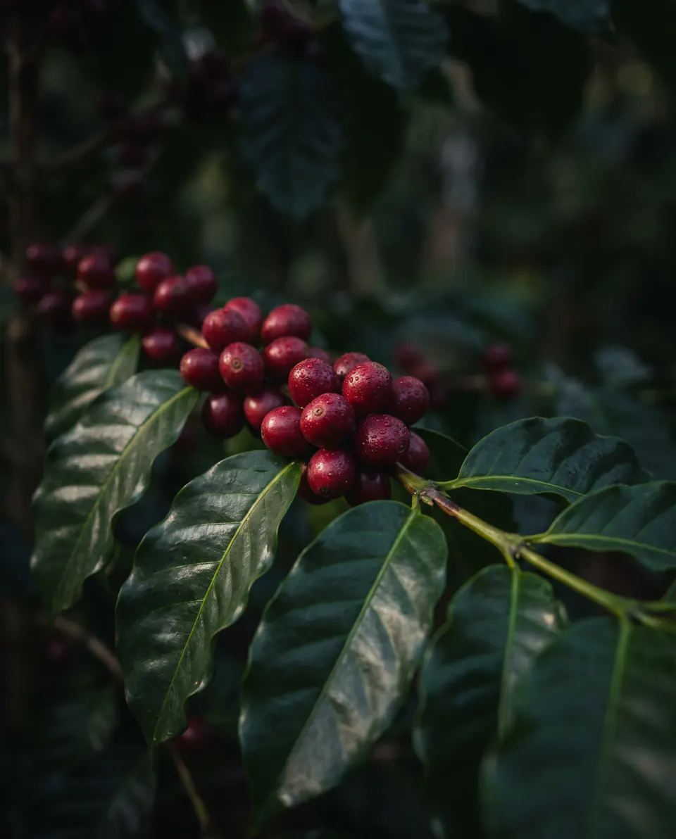 Ripe red coffee cherries with dew on a branch